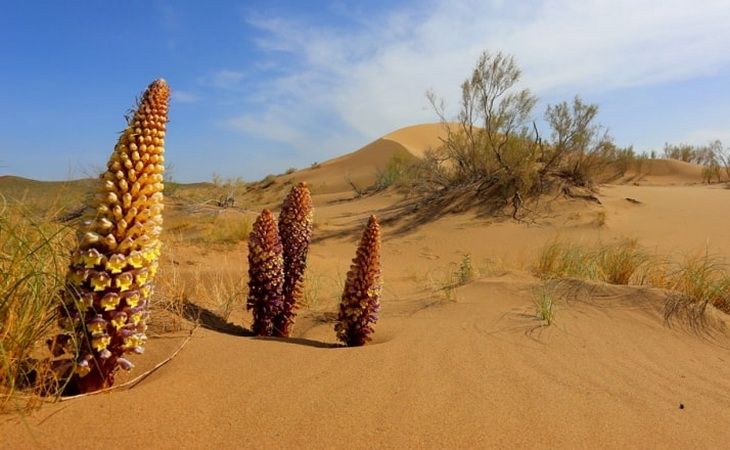 Удивительный отдых в солнечном Узбекистане 2026 — лучшие туры, цены и маршруты
